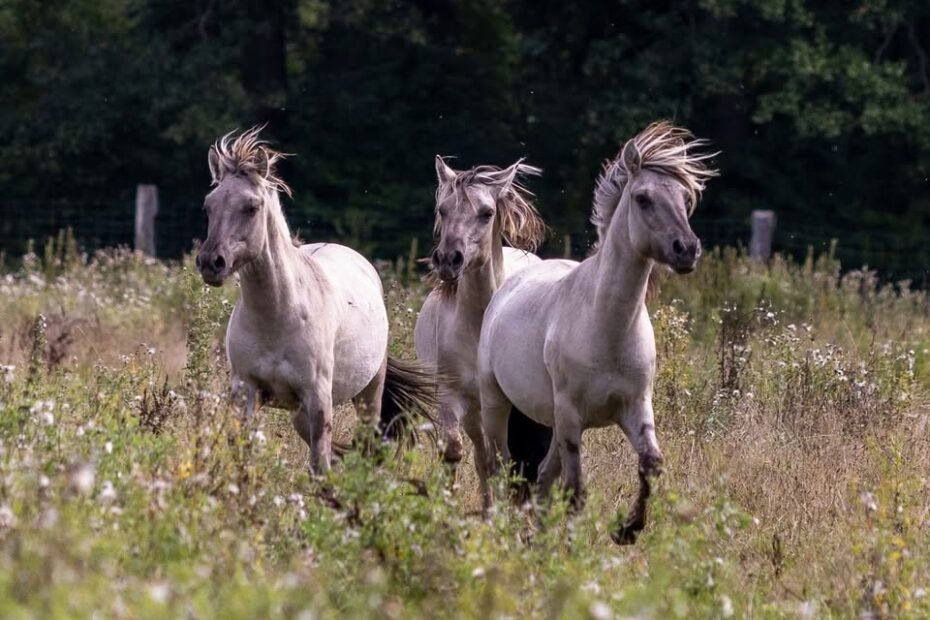 Liebenthaler Wildpferde auf der Weide