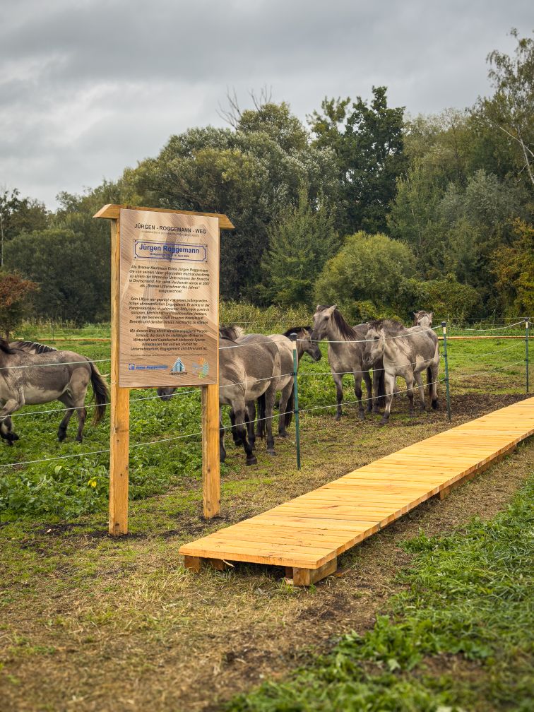 Holzbohlenweg mit Pferden