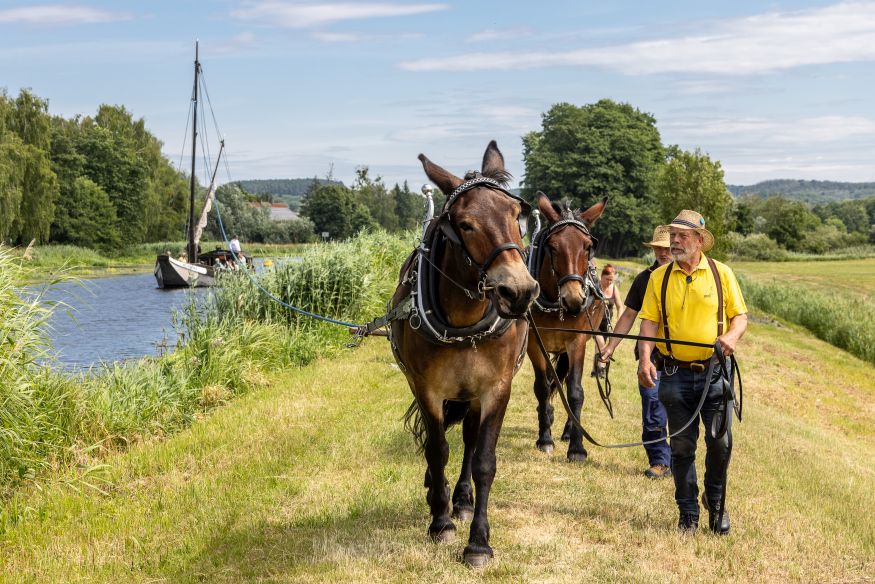 Muligespann dass einen historischen Kaffenkahn entlang des Finowkanals treidelt